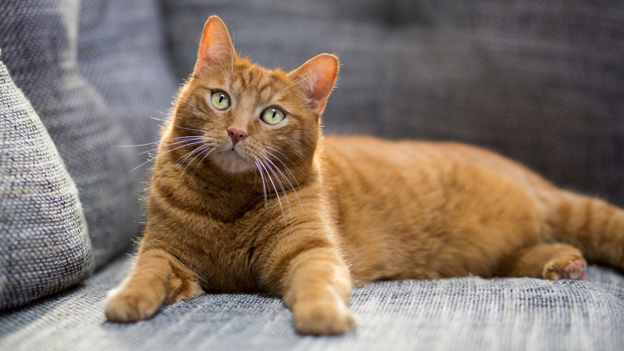 Animal Behavior Understanding