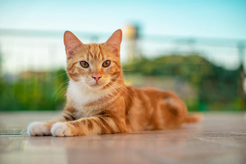 Pet Care